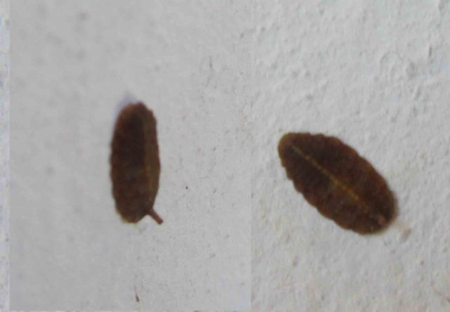 Cocciniglia? No, larva di Syrphidae