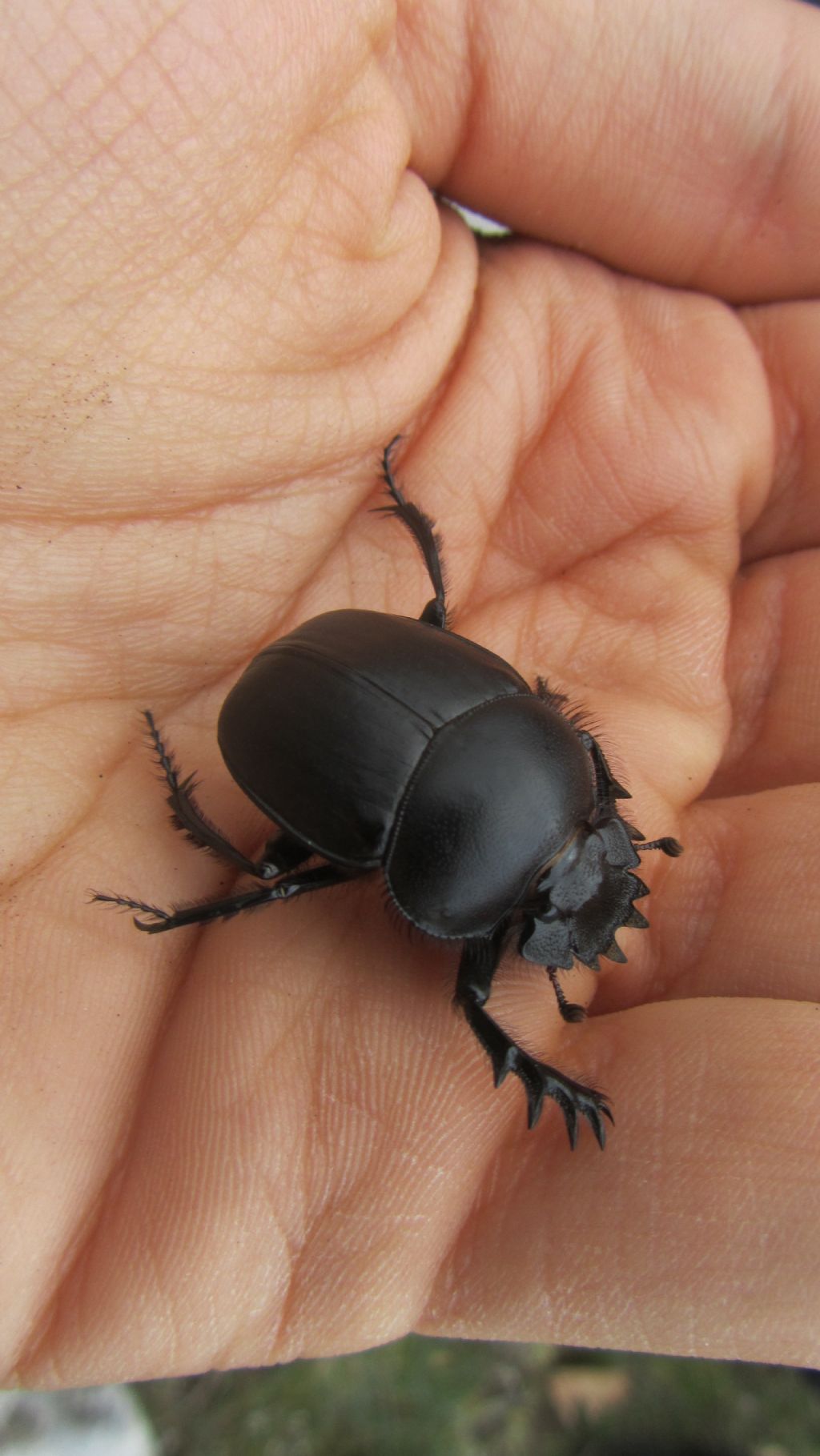 Scarabaeus sacer