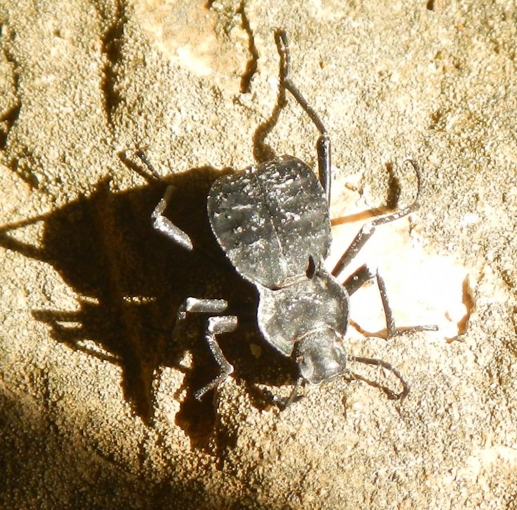 Tenebrionidae: Akis bacarozzo