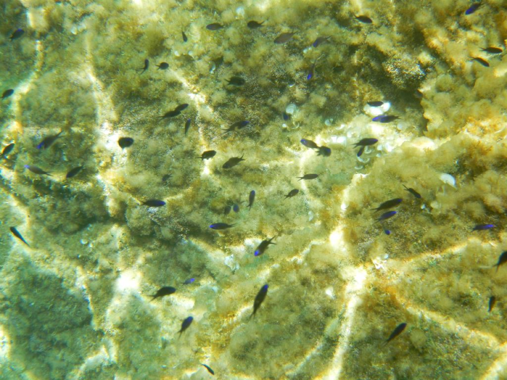 Giovani Chromis chromis