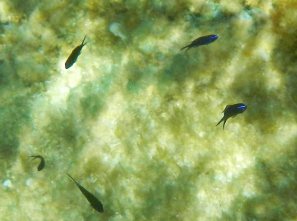 Giovani Chromis chromis