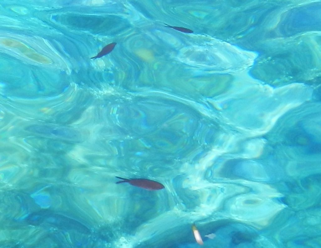 Giovani Chromis chromis