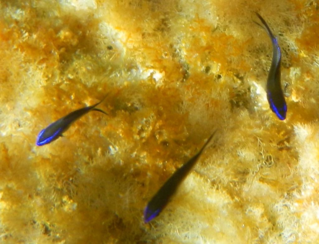 Giovani Chromis chromis