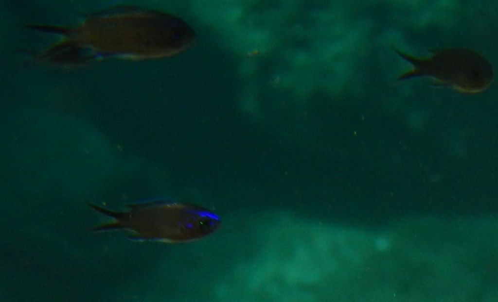 Giovani Chromis chromis