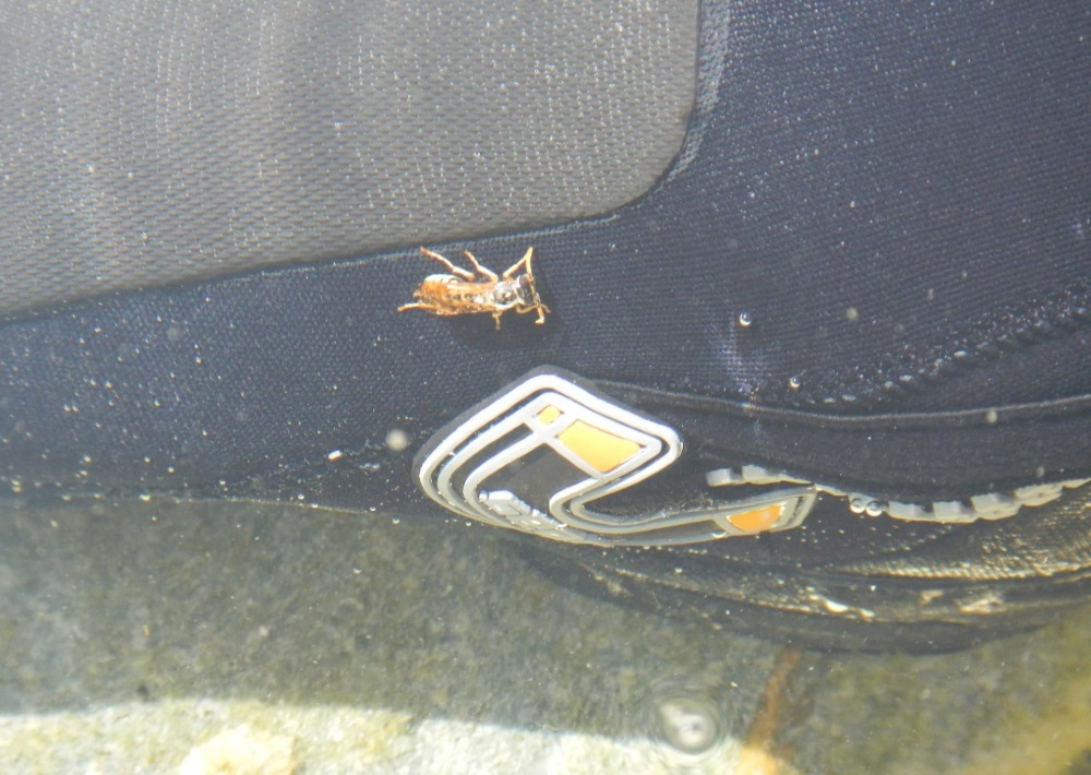 Acquaticit Vespidae