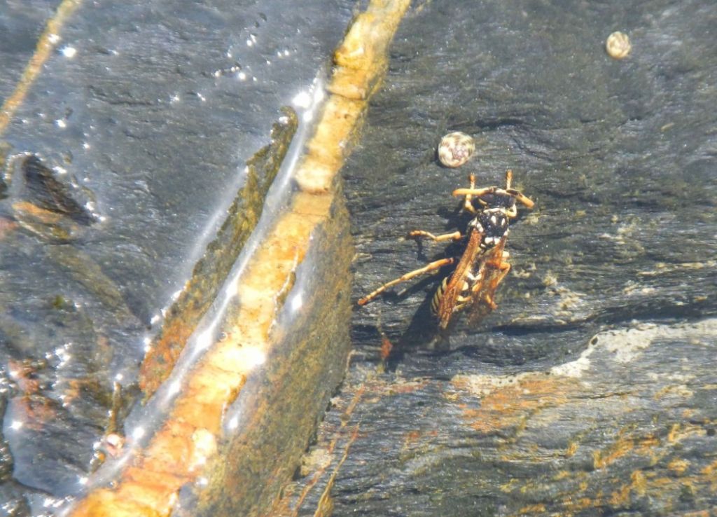 Acquaticit Vespidae