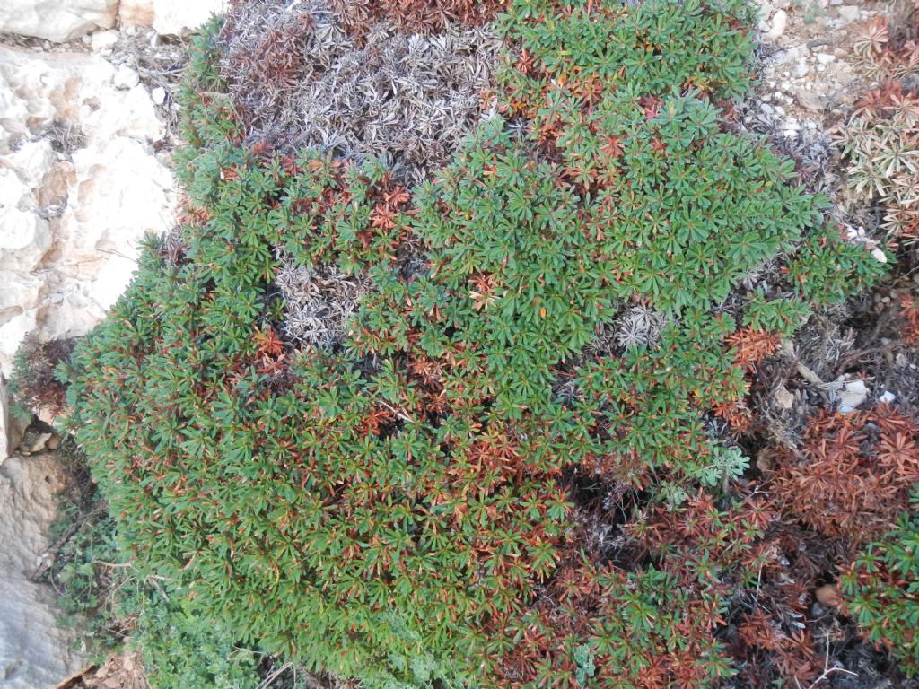 Limonium acutifolium subsp. nymphaeum  (Plumbaginacee)  [e Lotus sp. (Fabaceae)]