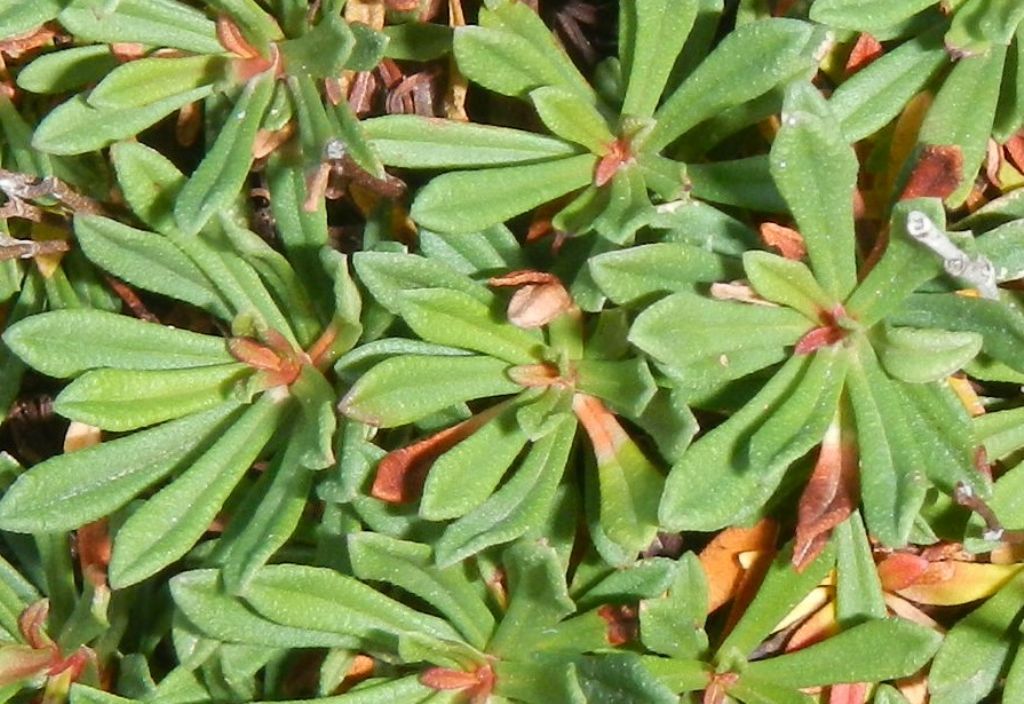 Limonium acutifolium subsp. nymphaeum  (Plumbaginacee)  [e Lotus sp. (Fabaceae)]