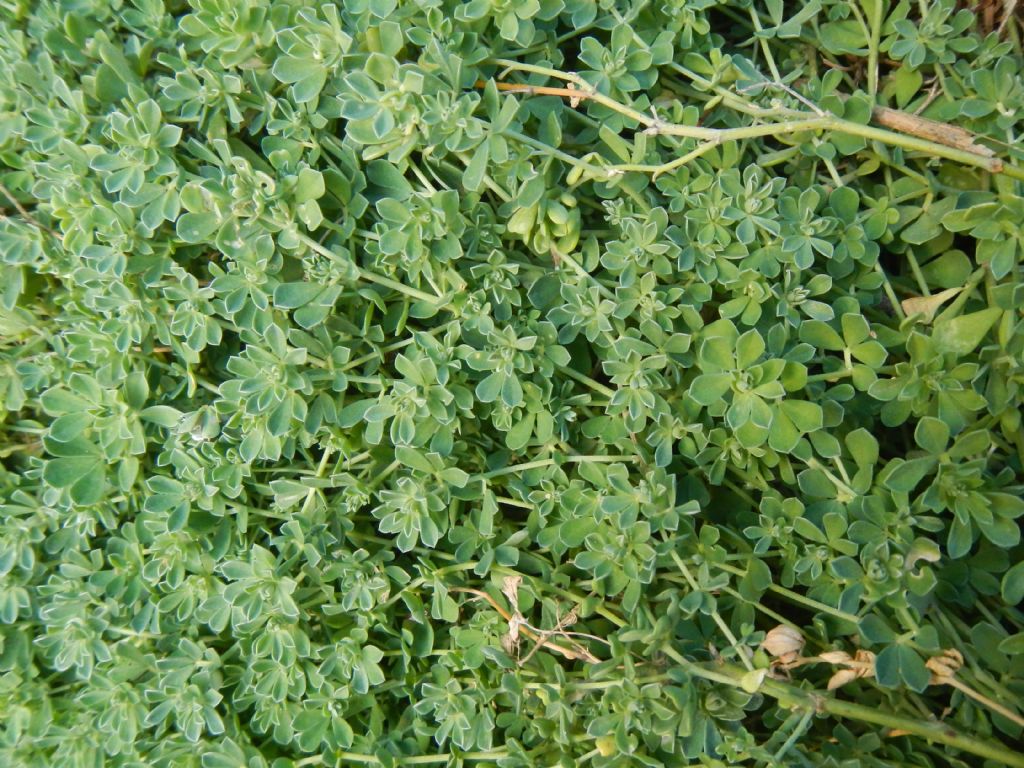 Limonium acutifolium subsp. nymphaeum  (Plumbaginacee)  [e Lotus sp. (Fabaceae)]