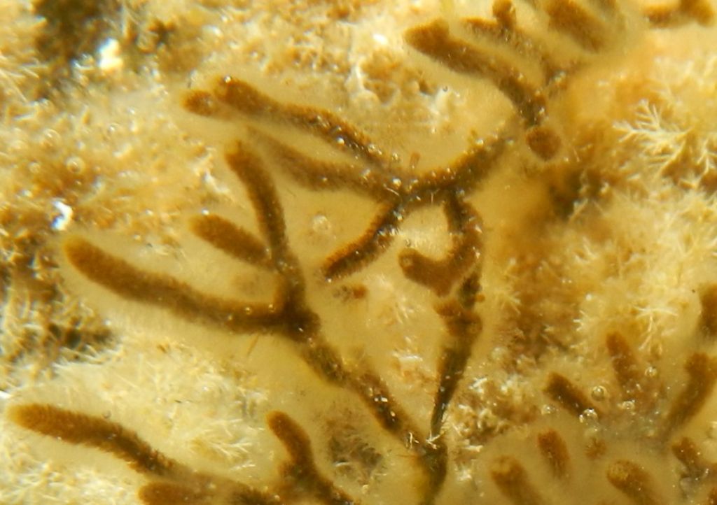 Specie da determinare - cfr Cladostephus spongiosum (Hudson) C.Agardh