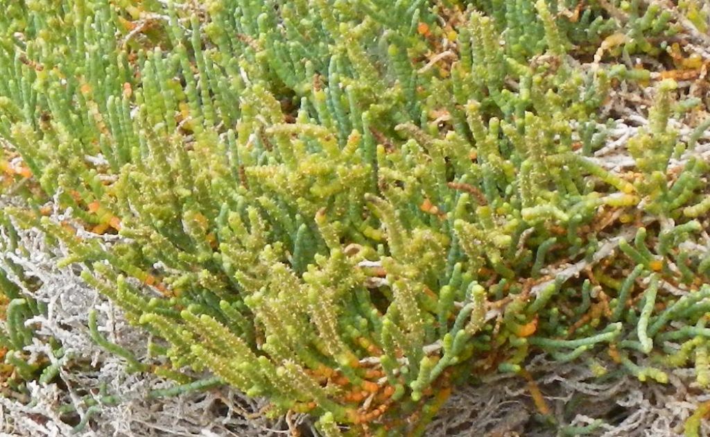 Salicornia sp.?  S� !