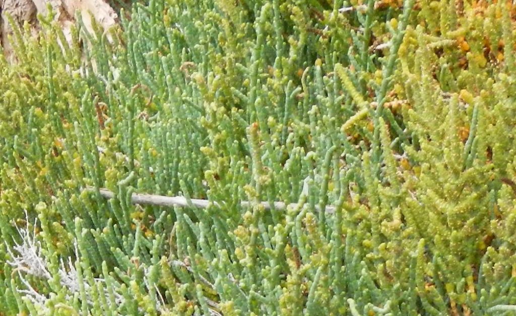 Salicornia sp.?  S� !