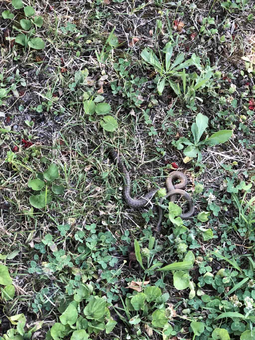 Biscia dal collare o saettone?  No, biacco (Hierophis viridiflavus)