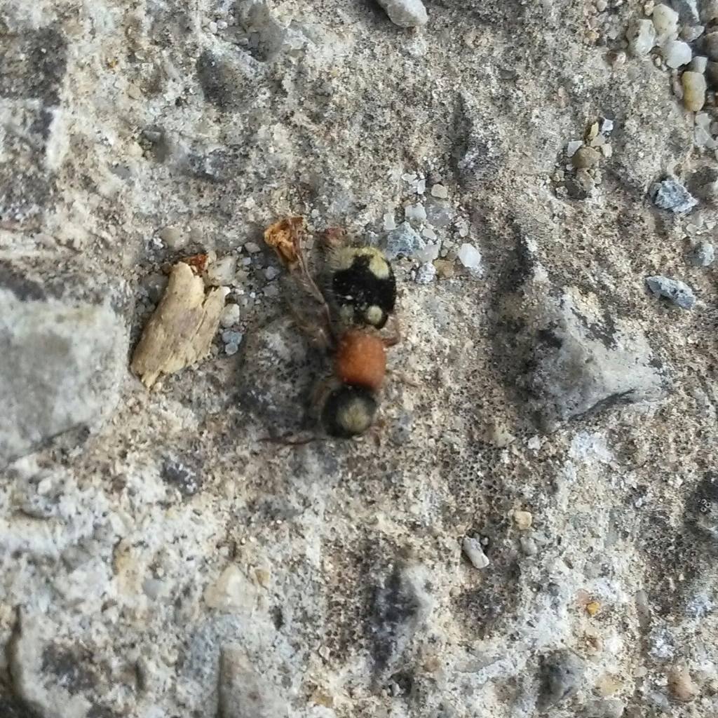 Mutillidae  (