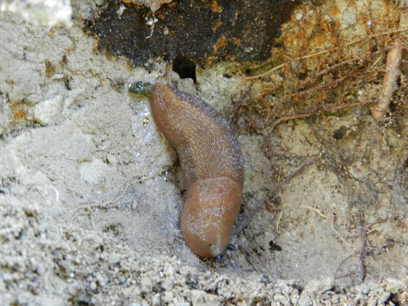 Limax sp.?