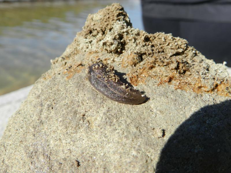 Limax sp.?