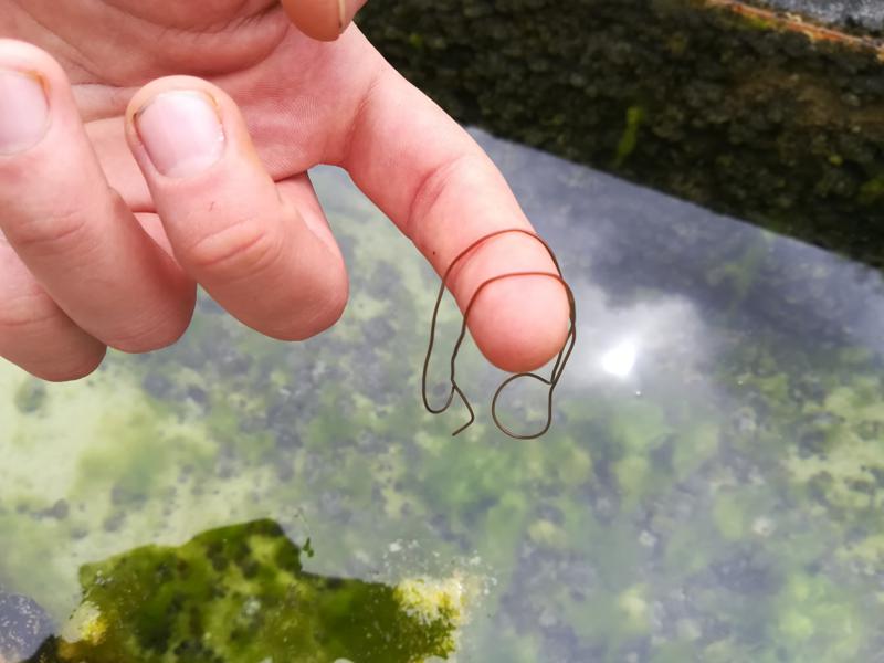 Nematomorpha:  Gordius cfr. aquaticus (Gordiidae)