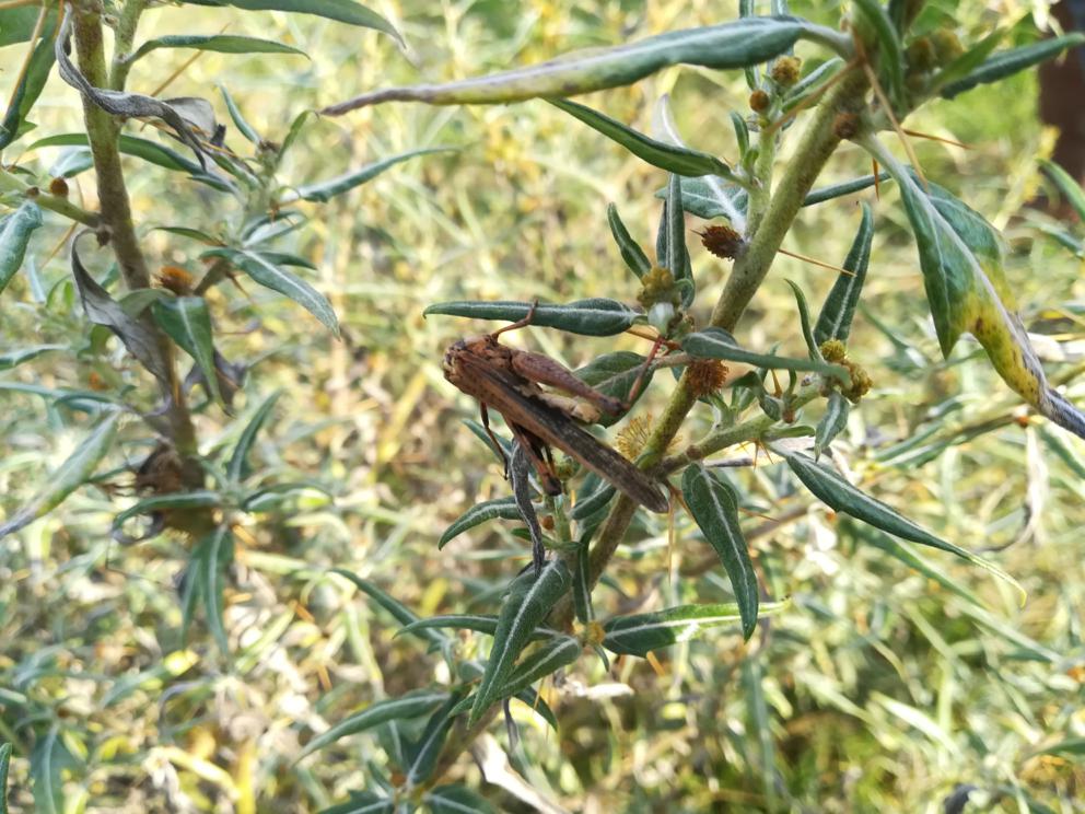 Aiolopus?