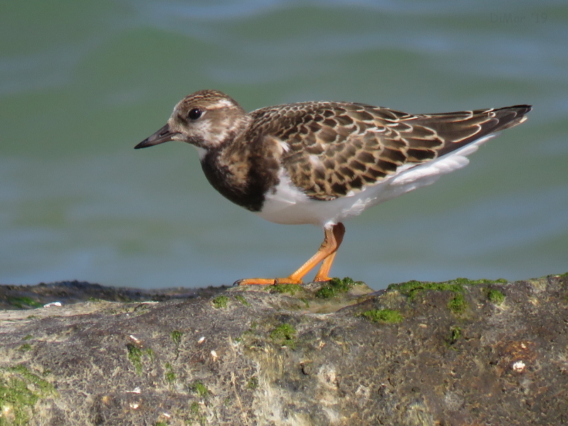 Voltapietre (Arenaria interpres)