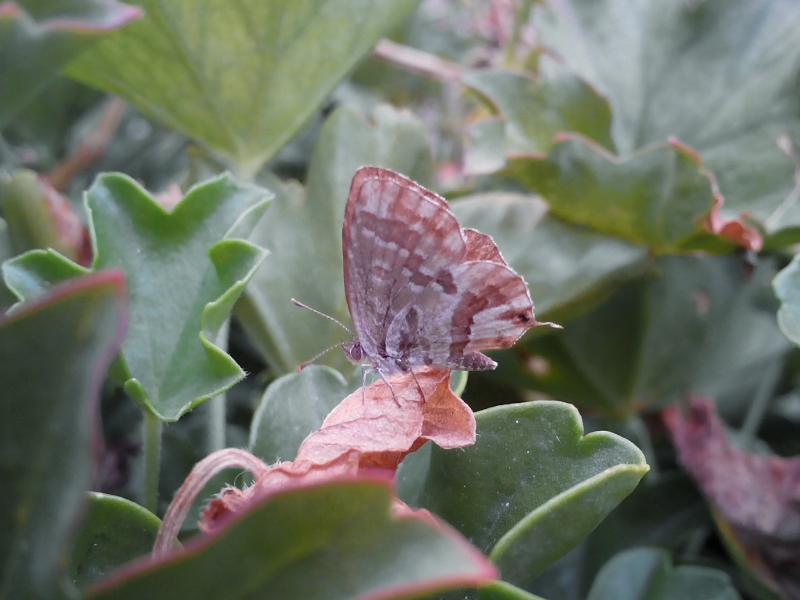 Cacyreus marshallii (?)