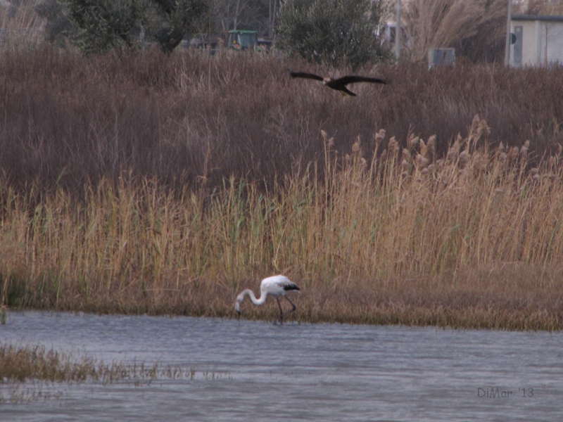 Falco di palude e fenicottero