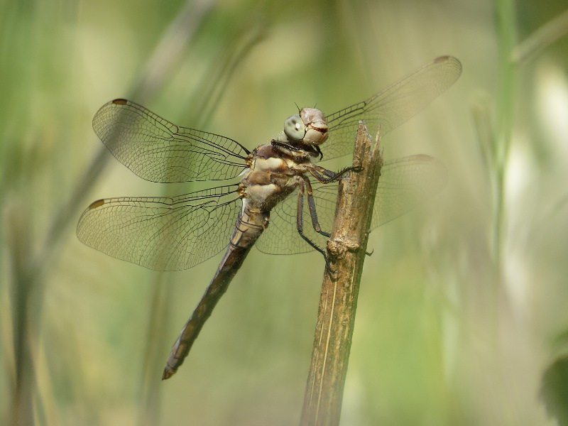 Orthetrum brunneum - maschio immaturo