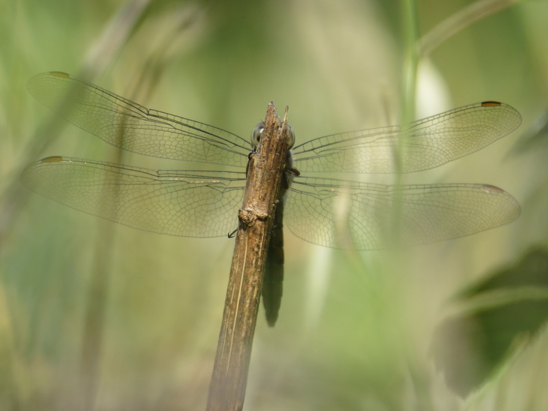 Orthetrum brunneum - maschio immaturo