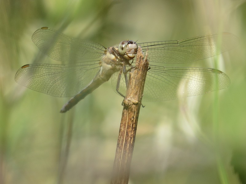 Orthetrum brunneum - maschio immaturo