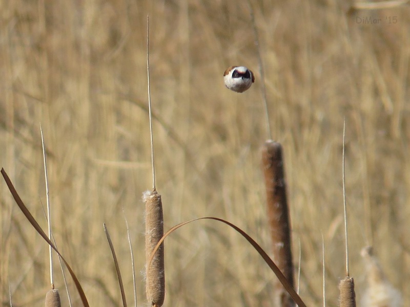 Ad ali spiegate, il sogno di Icaro.