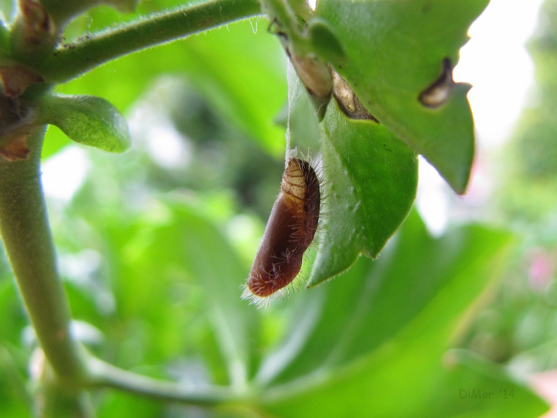 Cacyreus marshallii (?)