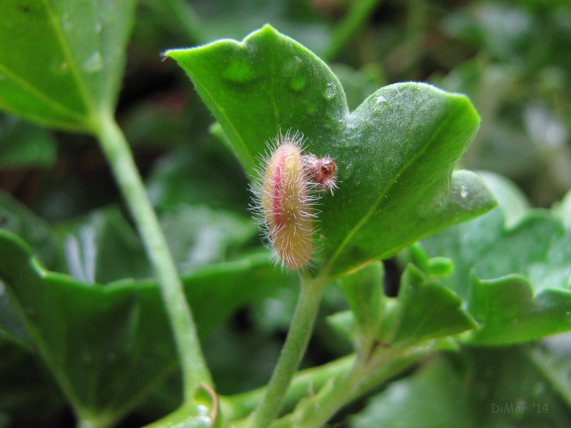 Cacyreus marshallii (?)