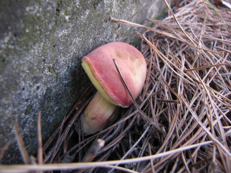 Xerocomus stradalis