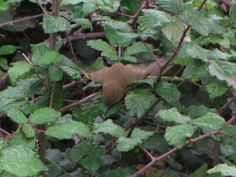 il bagnetto del Lu�