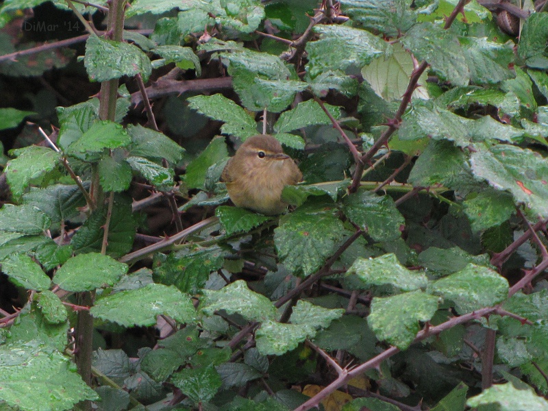 il bagnetto del Lu�