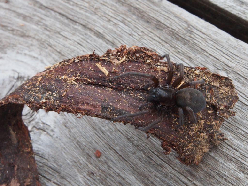 Amaurobius ferox - Baselga di Pin (TN)