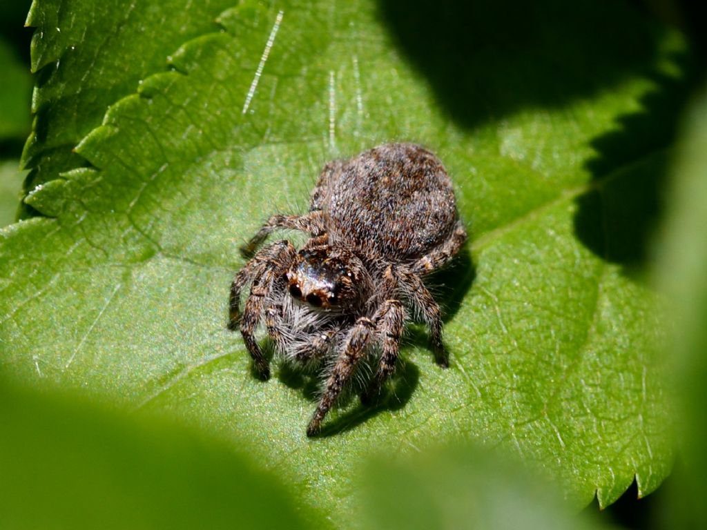 Philaeus chrysops - Bareggio (MI)