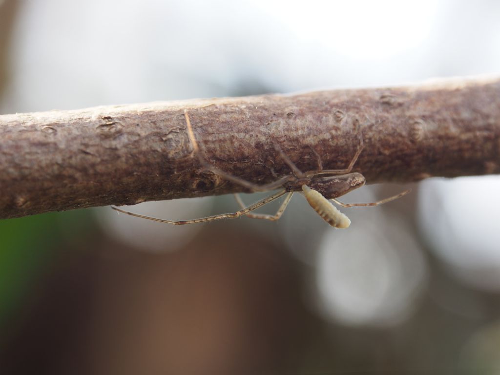 Tetragnatha sp. parassitato - Lonate P. (VA)