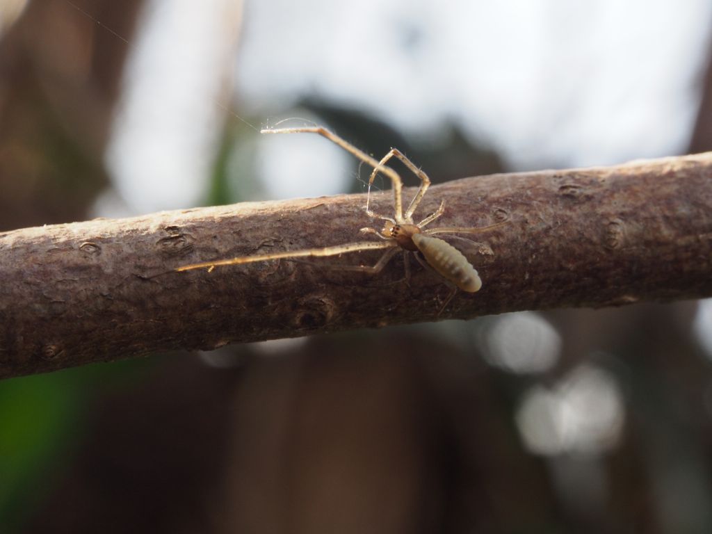 Tetragnatha sp. parassitato - Lonate P. (VA)