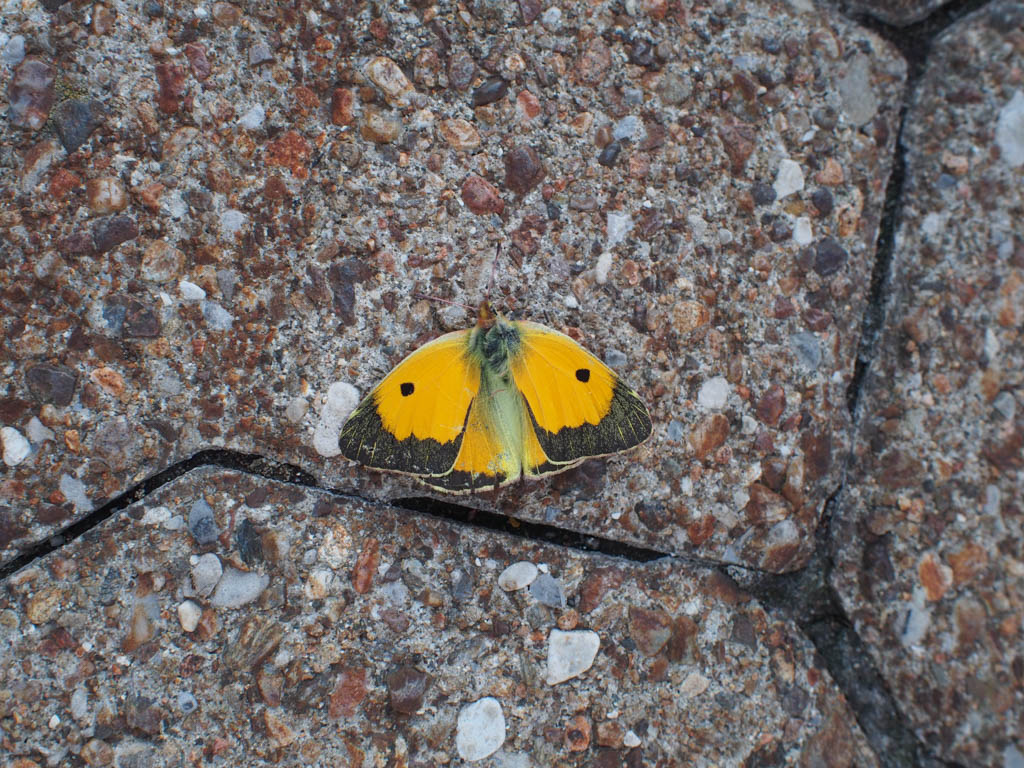 Colias crocea? S