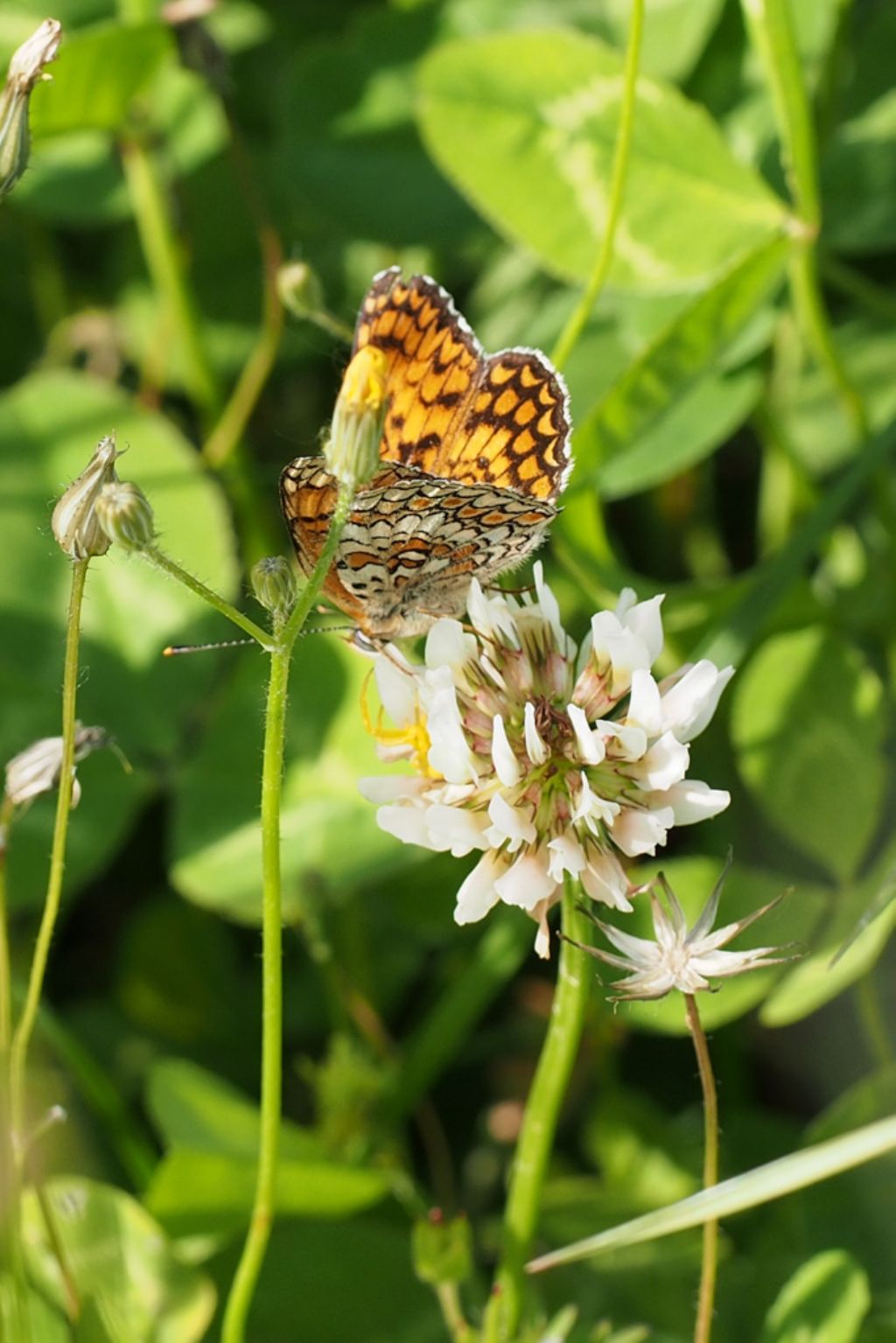 Melitaea phoebe? S