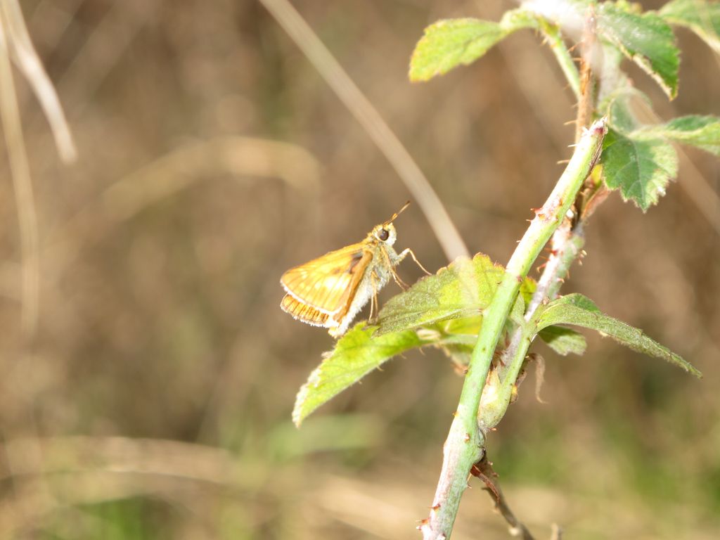 Ochlodes sylvanus? S