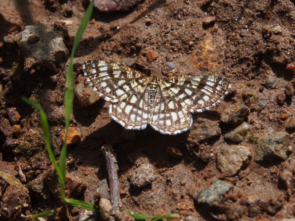 Nessuna idea..da identificare -  Chiasmia clathrata, Geometridae