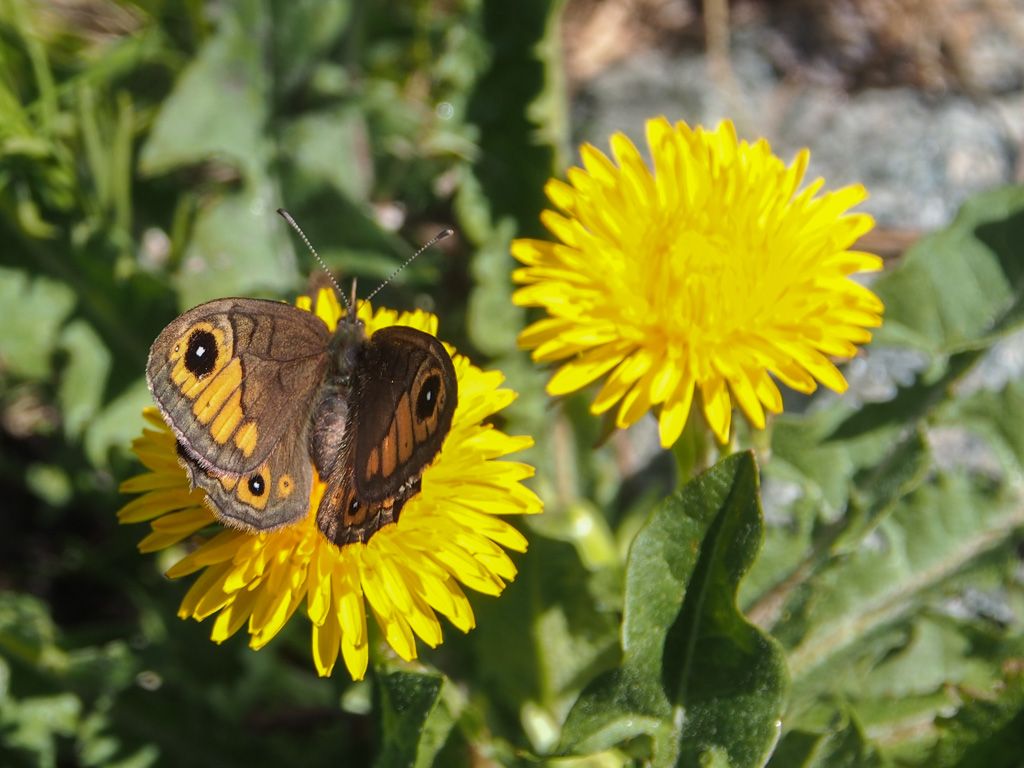 Lasiommata maera? No, Lasiommata petropolitana