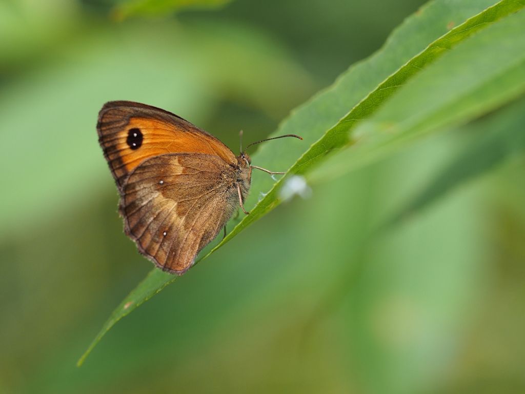 Pyronia tithonus