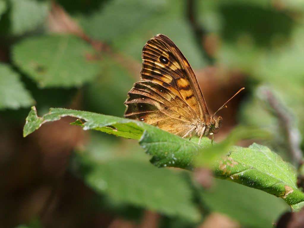 Pararge aegeria
