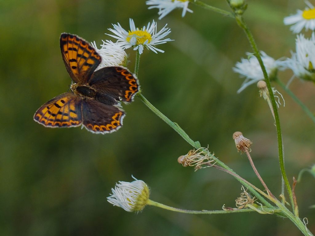 Lycaena tytirus femmina?