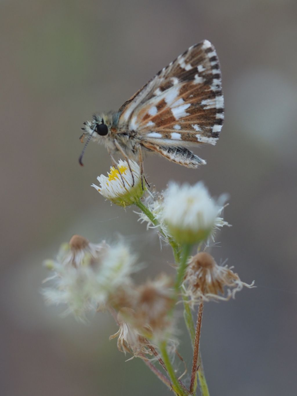 Pyrgus armoricanus