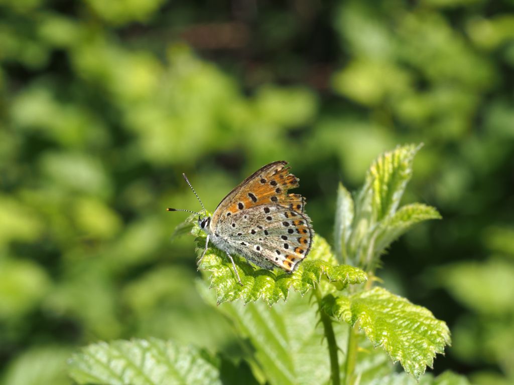 Lycaena tityrus