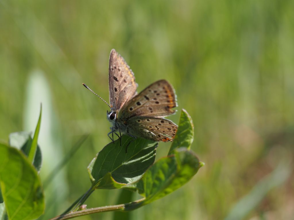 Polyommatus icarus fermmina? S !