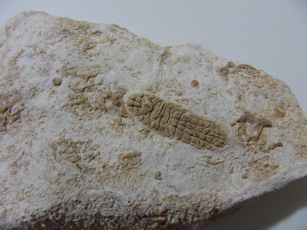 Riconoscimento fossile